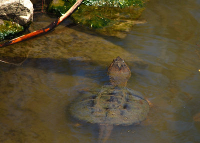Snapping Turtle