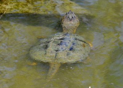 Snapping Turtle
