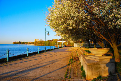 Bradford Pears in blossom