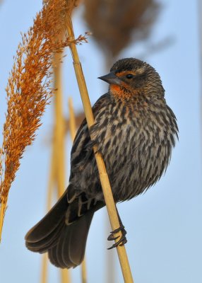 Red Wing Blackbird female