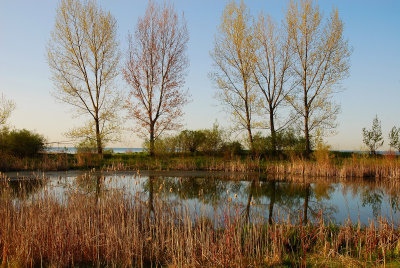 Wetland Pond