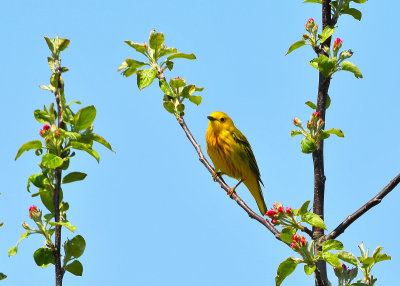 Yellow Warbler
