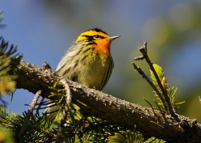 Blackburnian Warbler