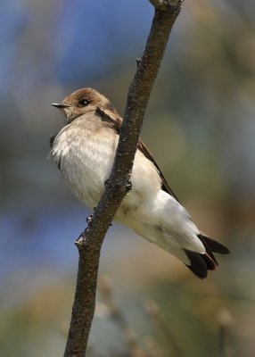 Northern Rough Winged Swallow