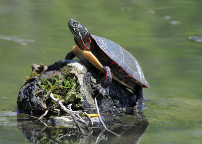 Eastern Painted Turtle