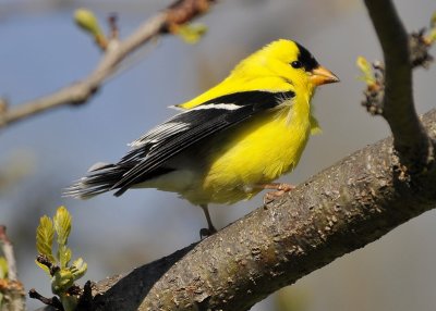 American Goldfinch male