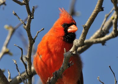 Northern Cardinal