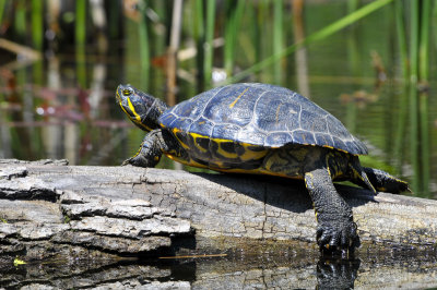 Turtle