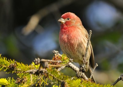 House Finch