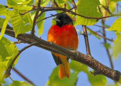 Baltimore Oriole