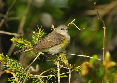 American Redstart female