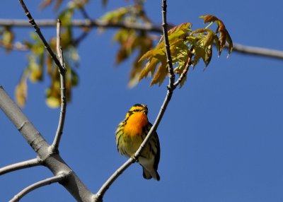 Blackburnian Warbler