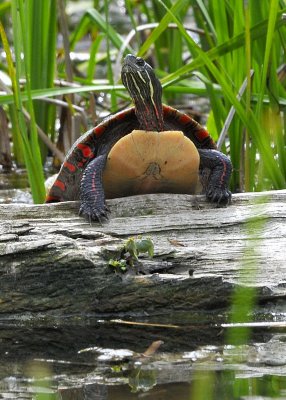 Eastern Painted Turtle