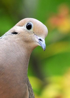 Mourning Dove