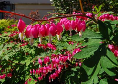 Bleeding Hearts