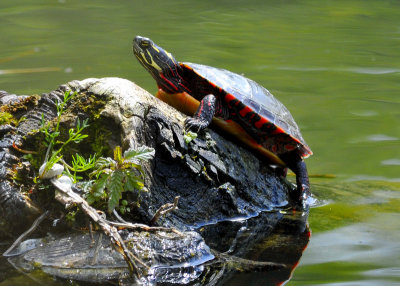 Standard Turtle shot # 38