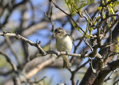Warbling Vireo