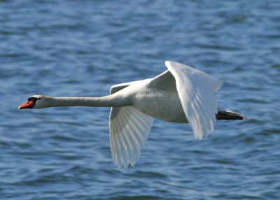 Mute Swan