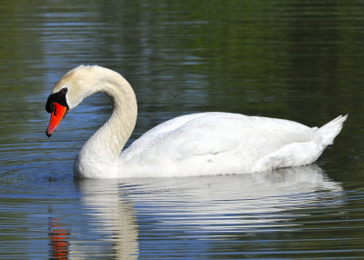 Mute Swan
