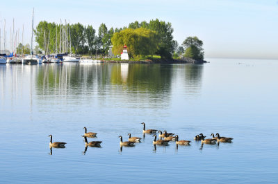 Canada Geese in the harbour