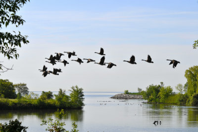 Canada Geese crossing Mimico Creek