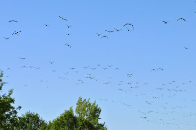 Cormorants