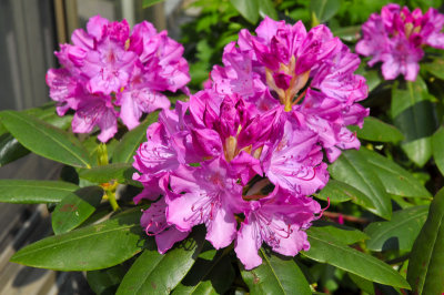 Rhododendron