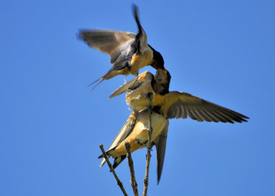 Barn Swallows feeding