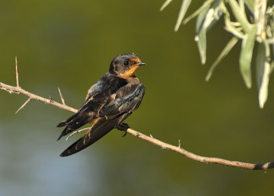 Barn Swallow