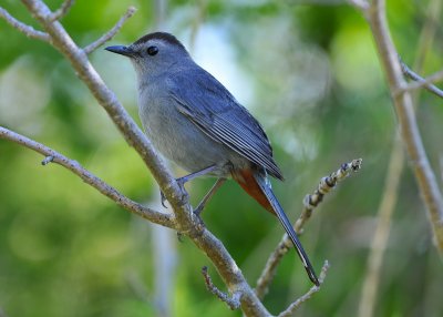 Catbird