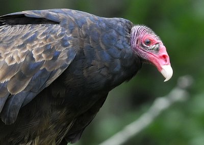 Turkey Vulture