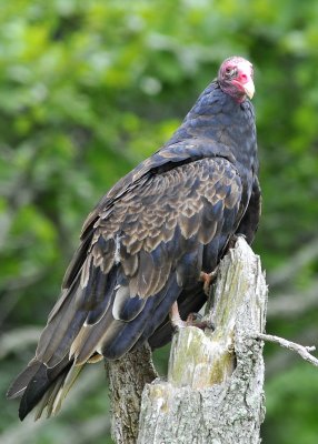 Turkey Vulture