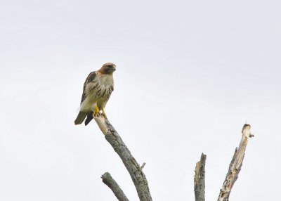 Red Tailed Hawk