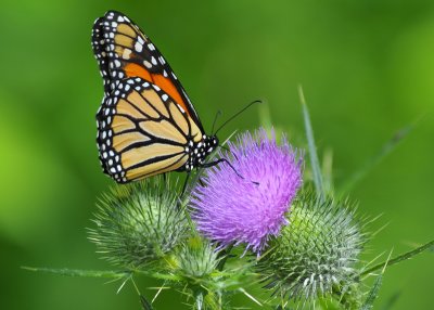 Monarch Butterfly