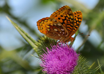 Butterfly
