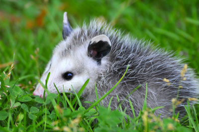 Baby Possum