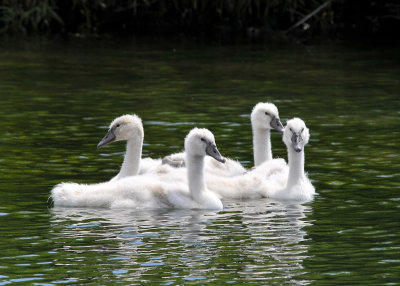Mute Swan Cygnets