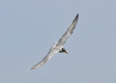 Caspian Tern