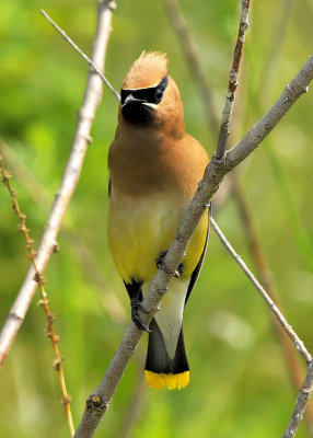 Cedar Waxwing