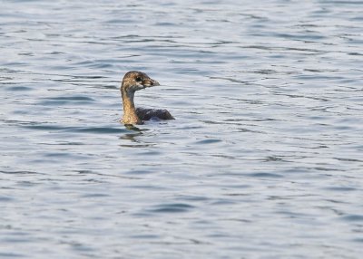 Pied Billed Grebe