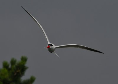 Common Tern