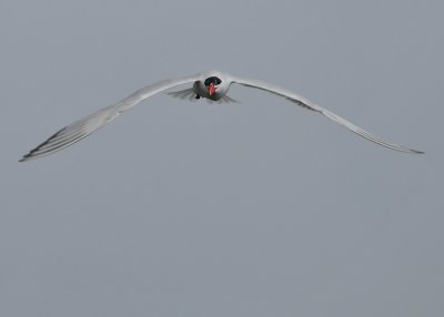 Common Tern