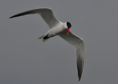 Common Tern