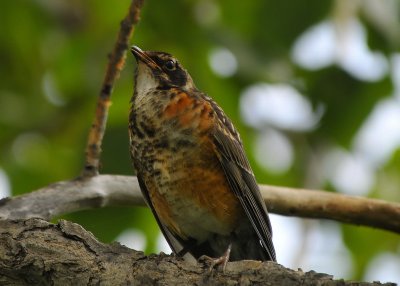 Immature Robin