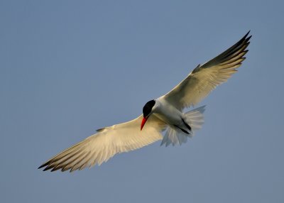 Caspian Tern