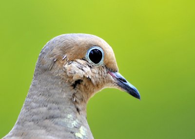 Mourning Dove