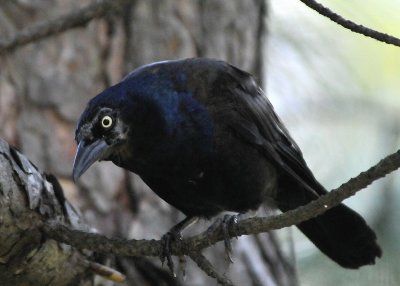 Common Grackle