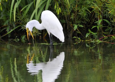 Great Egret