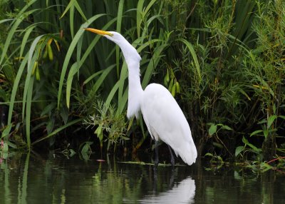 Great Egret