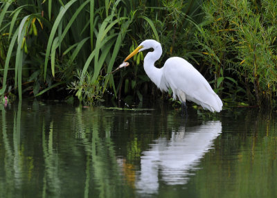 Great Egret with breakfast
